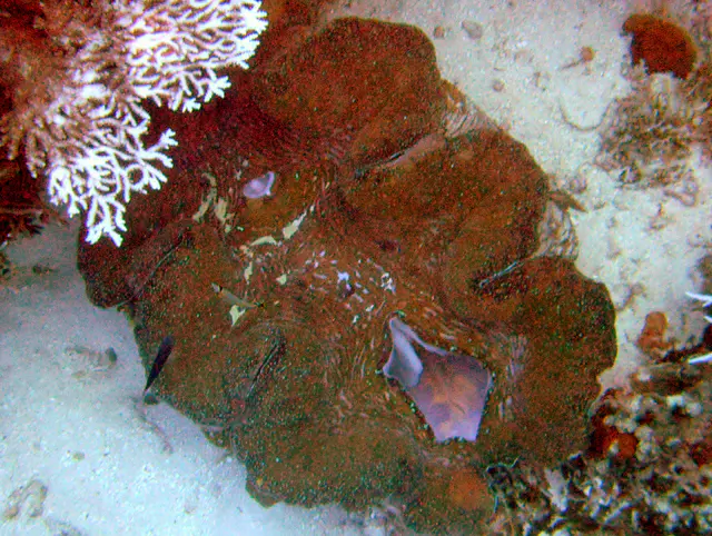 Giant brown clam (about 4 feet across). We were told that this clam could be 200 years old. It was resting on the sandy floor of the German Channel beside some antler coral.