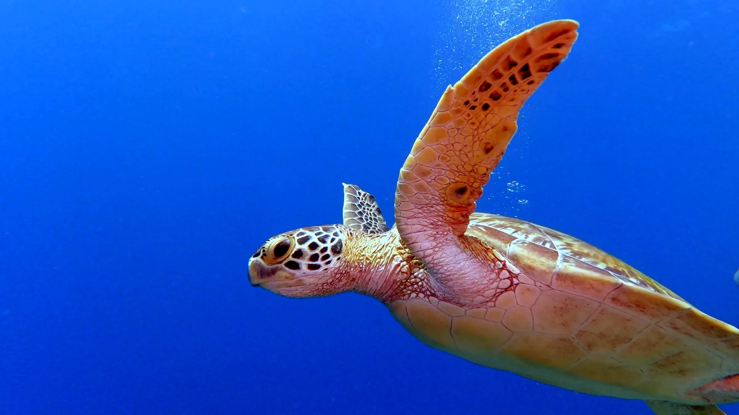 Palau underwater photograph, 2022