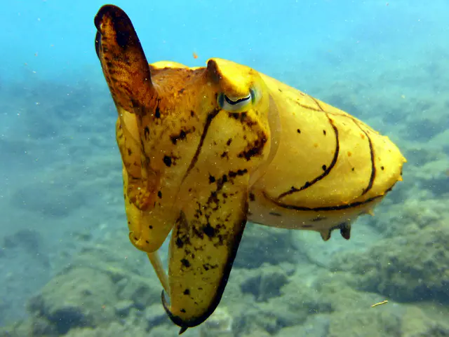 Underwater photograph by Joel Bergsma