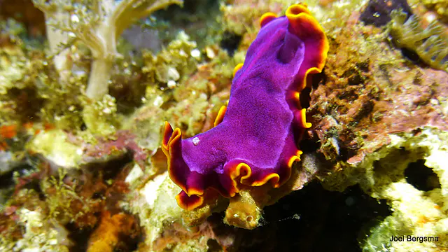 Underwater photograph by Joel Bergsma