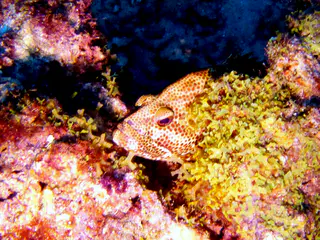 Underwater photograph by Joel Bergsma