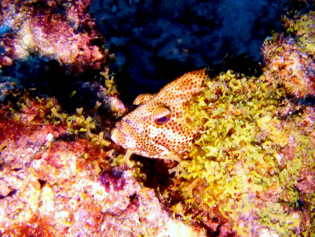 Underwater photograph by Joel Bergsma
