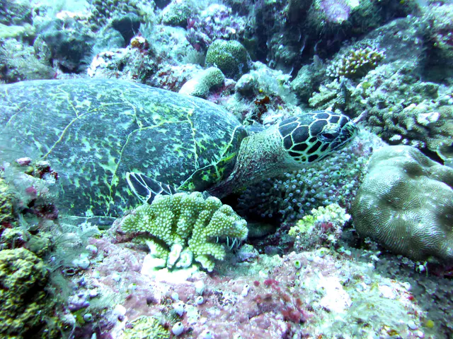 Underwater photograph by Joel Bergsma
