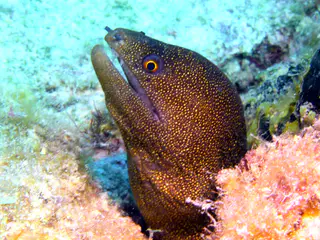 Underwater photograph by Joel Bergsma