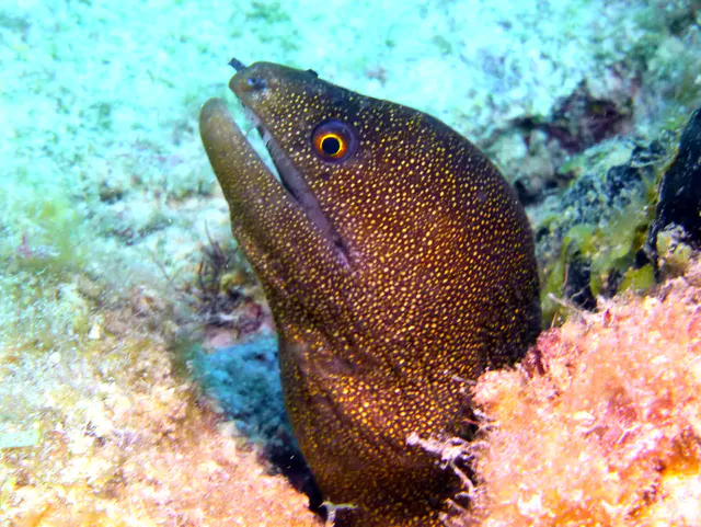 Underwater photograph by Joel Bergsma