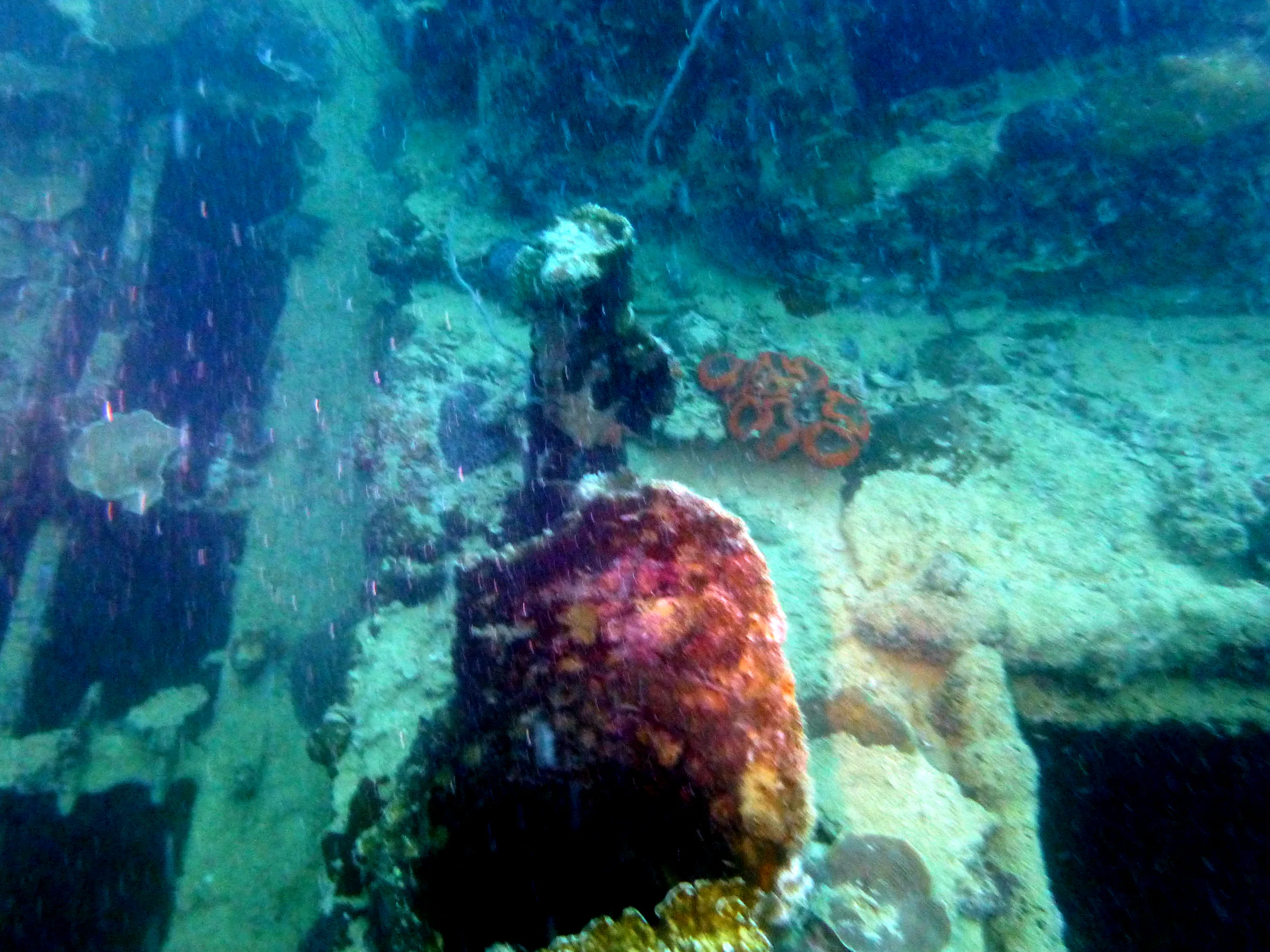 Palau underwater photograph, 2013