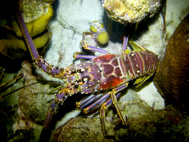 Underwater photograph by Joel Bergsma