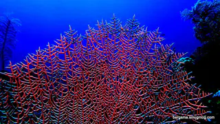 Underwater photograph by Joel Bergsma