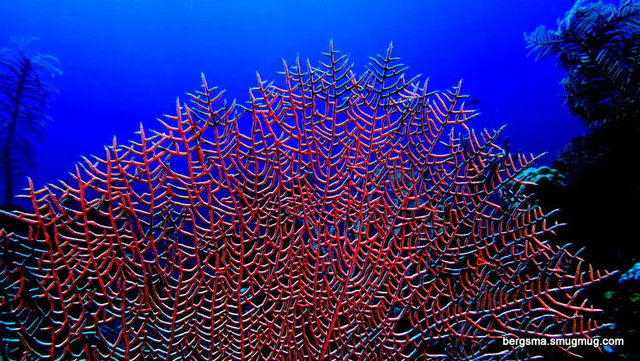 Underwater photograph by Joel Bergsma