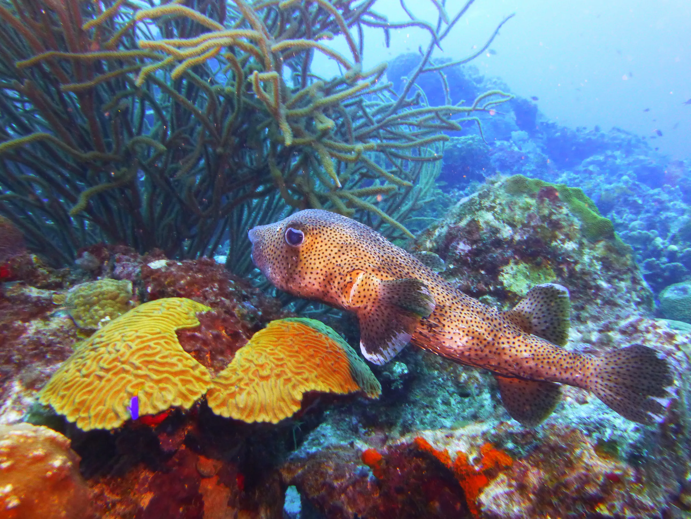 Bonaire underwater photograph, 2013