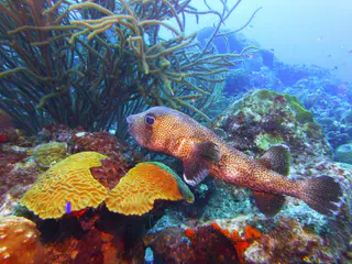 Underwater photograph by Joel Bergsma