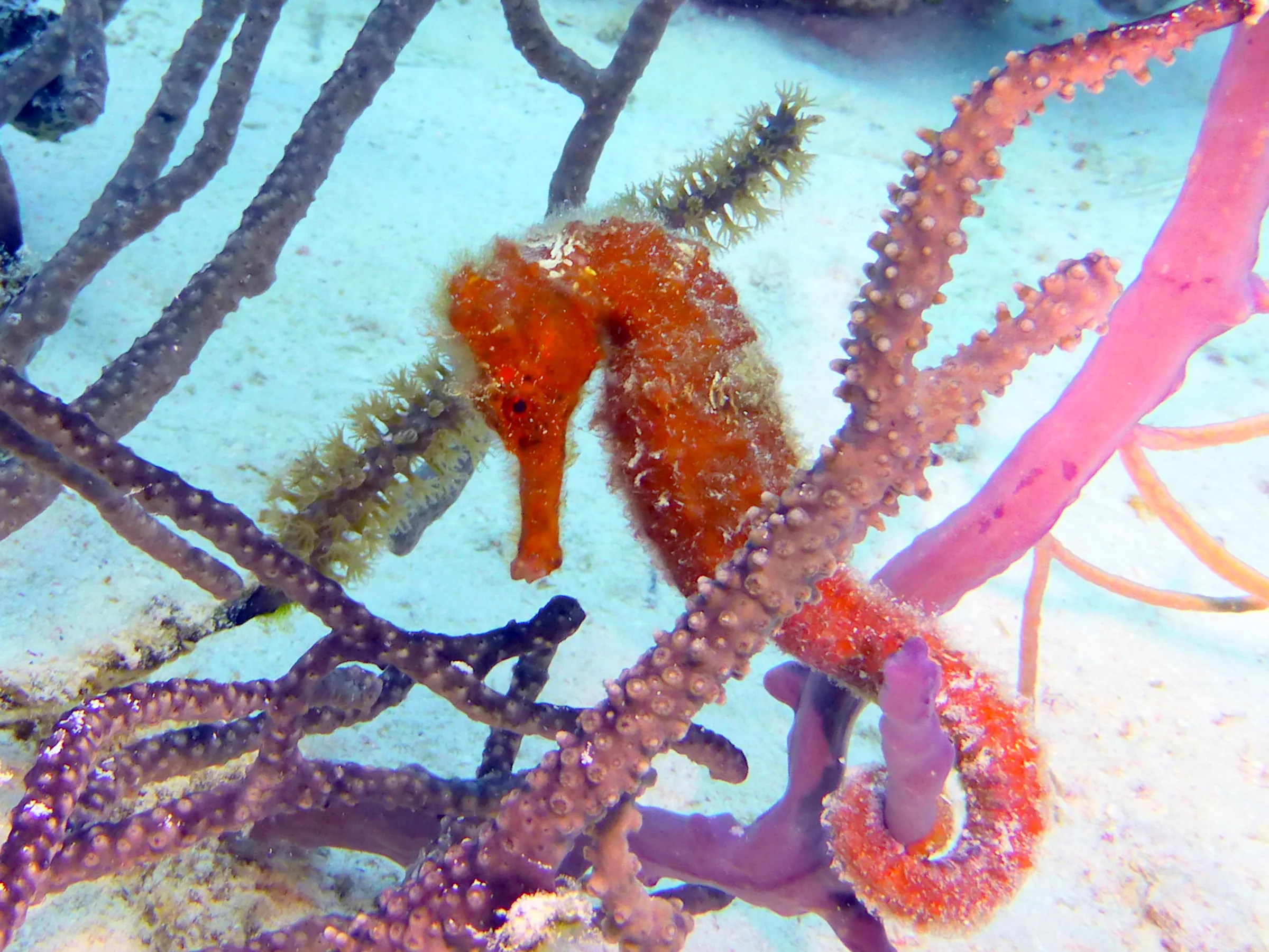 Seahorse, Bonaire, 2013