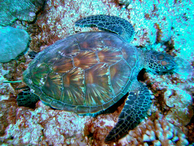 Sleeping Green Sea Turtle.