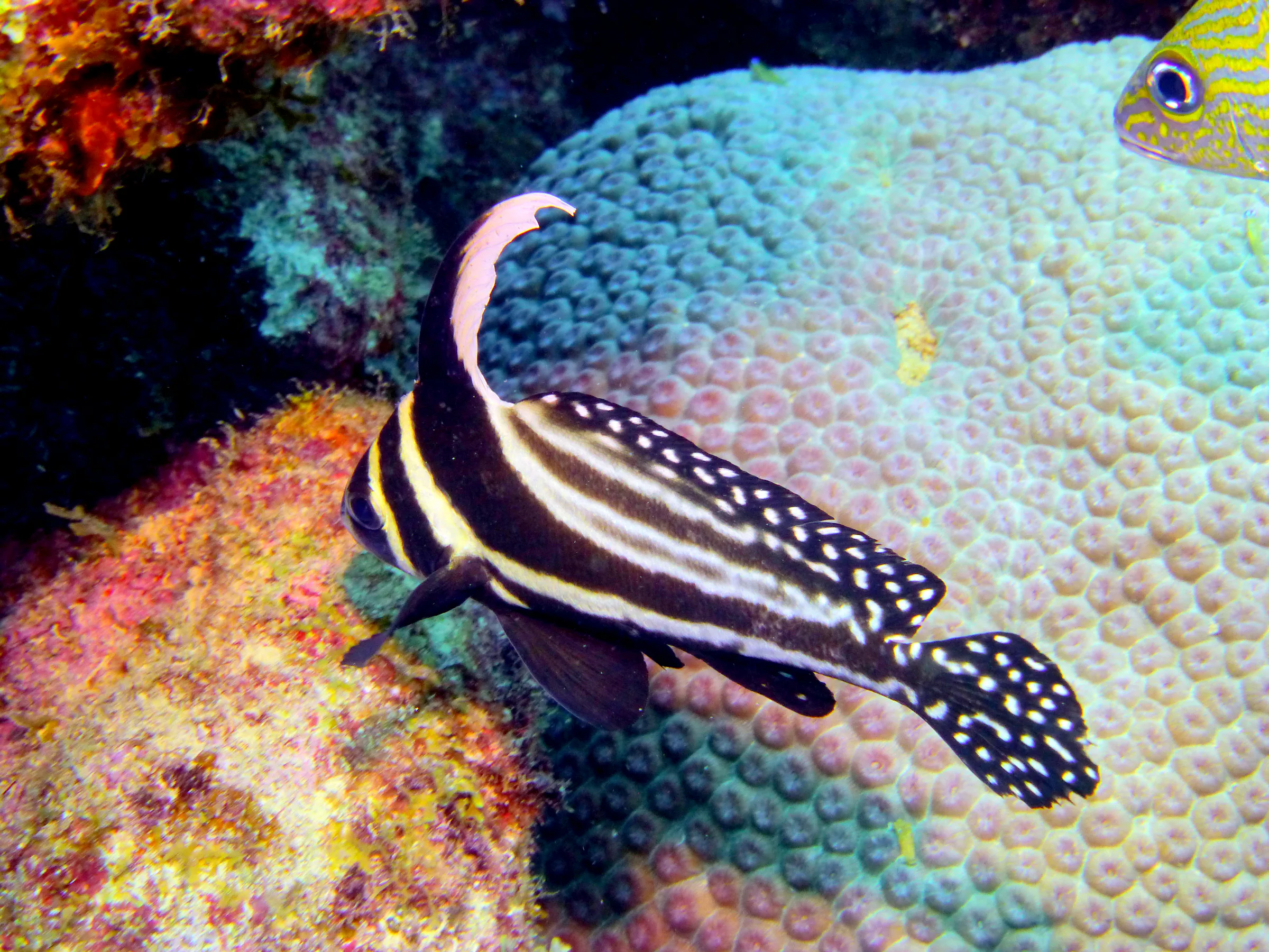 Drum Fish, Bonaire, 2013