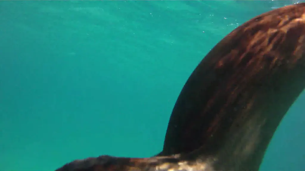 Video - Snorkeling with sea lions in the Galapagos Islands at Isla Lobos.  I took this video with my Intova Sport Pro HD, a camera similar to the Go Pro.