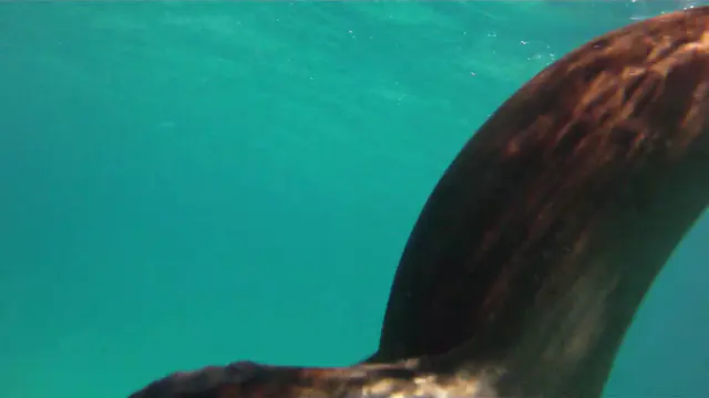 Video - Snorkeling with sea lions in the Galapagos Islands at Isla Lobos.  I took this video with my Intova Sport Pro HD, a camera similar to the Go Pro.