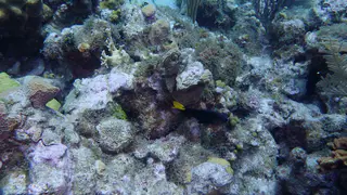 Underwater photograph by Joel Bergsma
