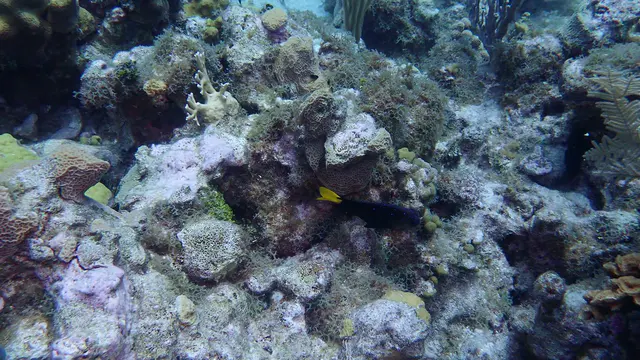 Underwater photograph by Joel Bergsma