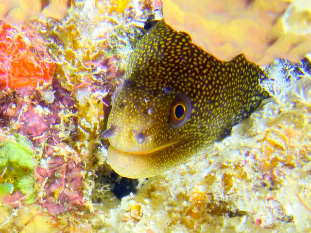 Underwater photograph by Joel Bergsma