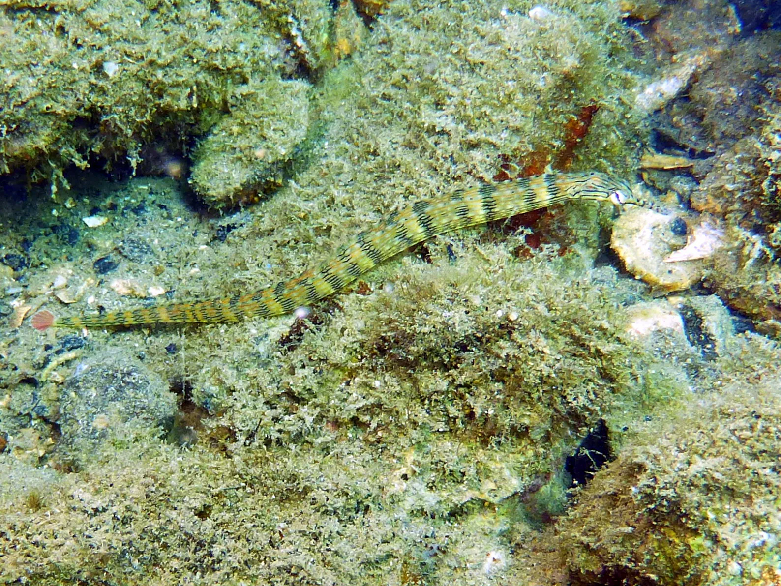 Pipefish, Palau, 2013