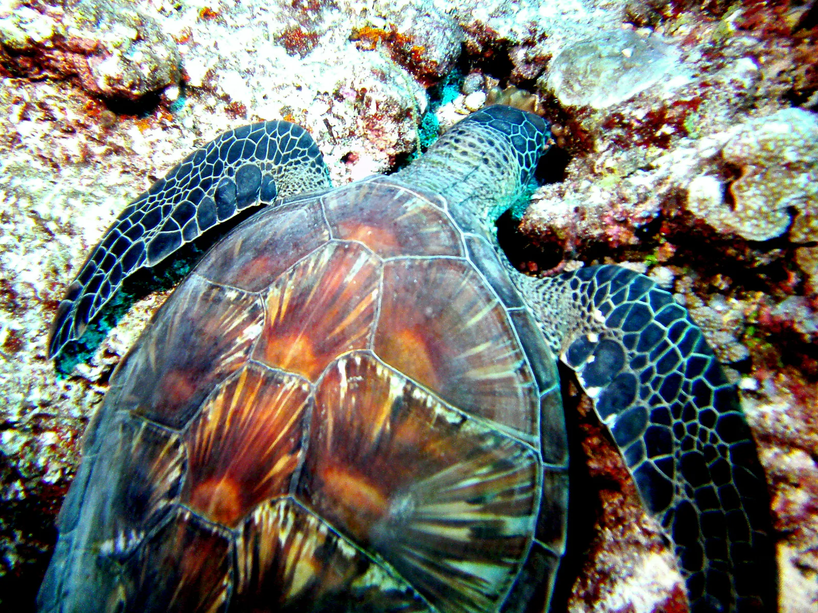 Sleeping Green Sea Turtle.