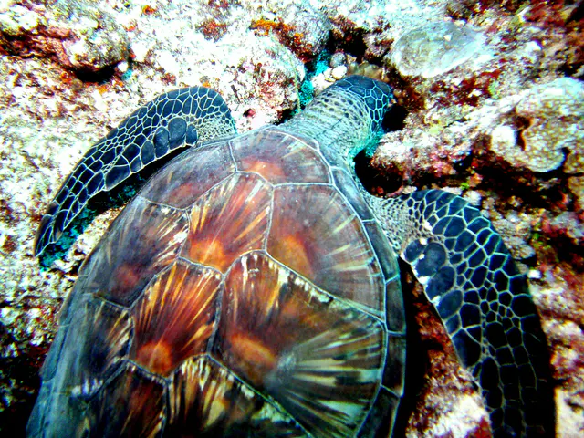 Sleeping Green Sea Turtle.