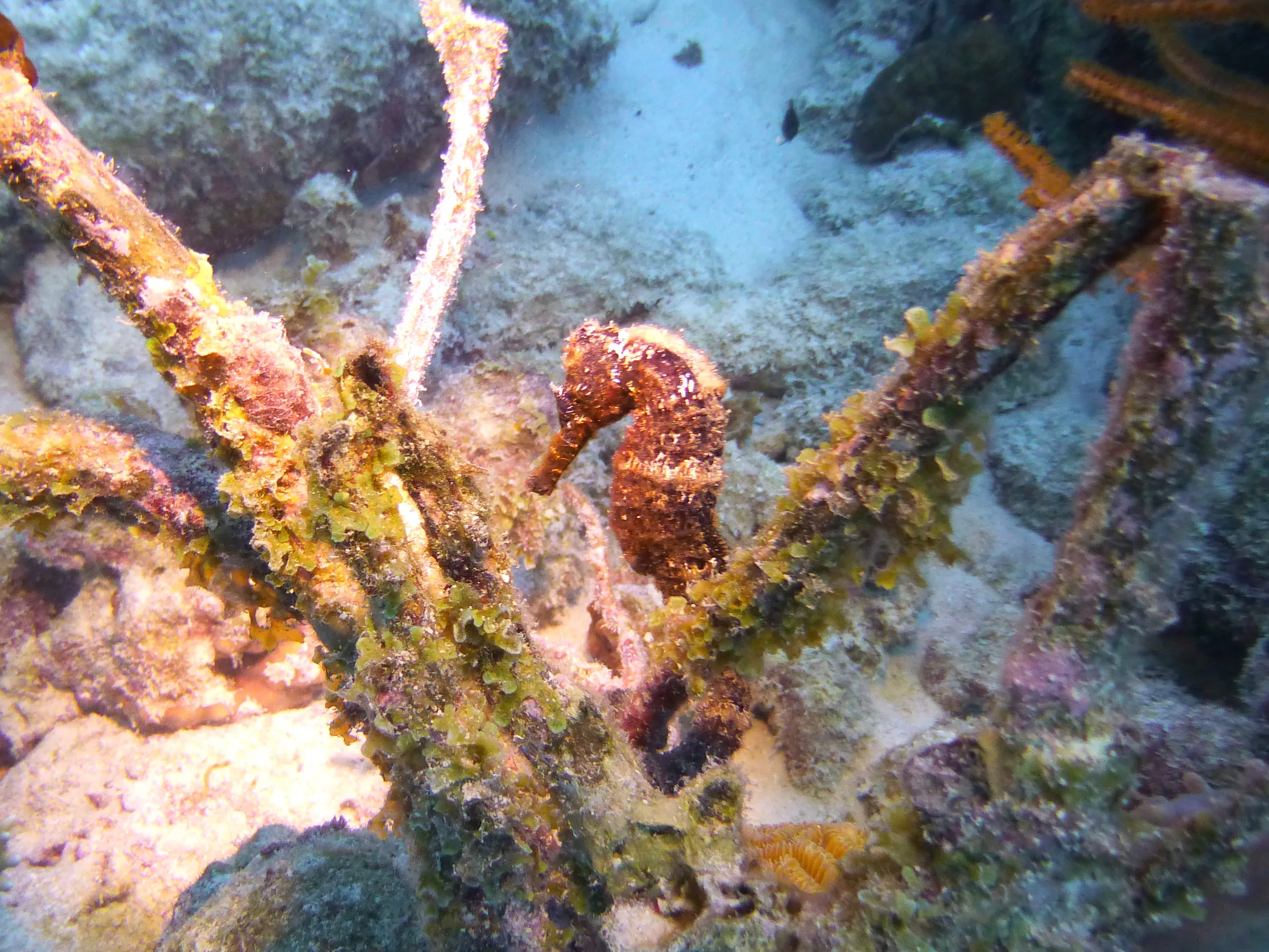 Seahorse, Bonaire, 2013