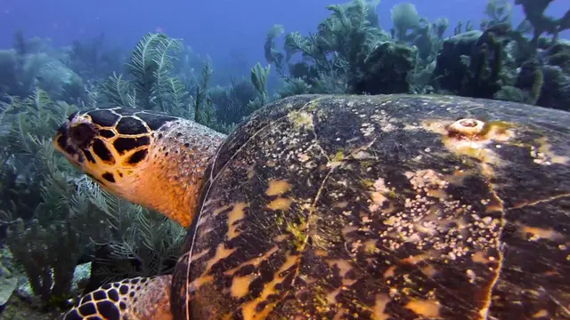 Hawksbill Turtle