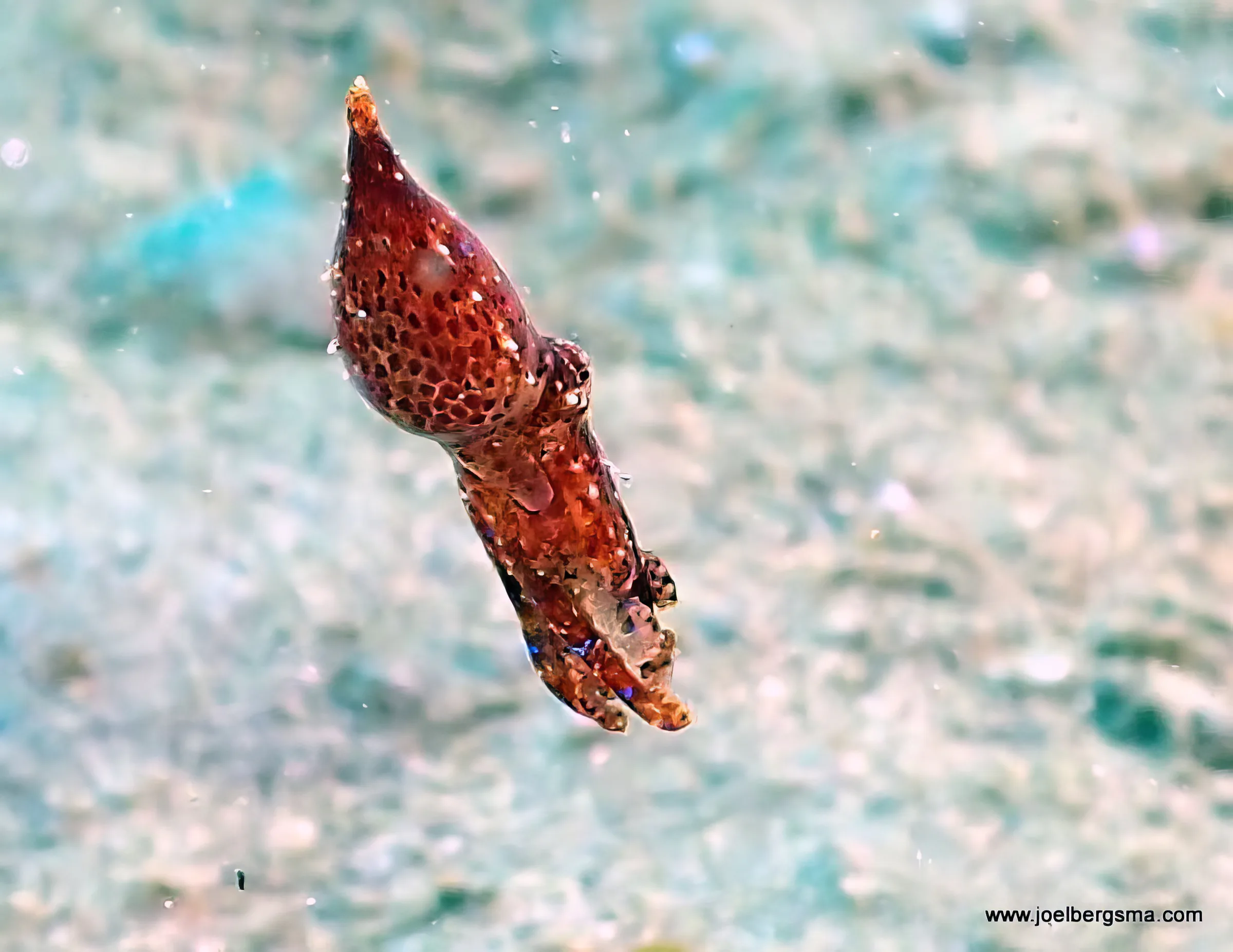 Philippines underwater photograph, 2022