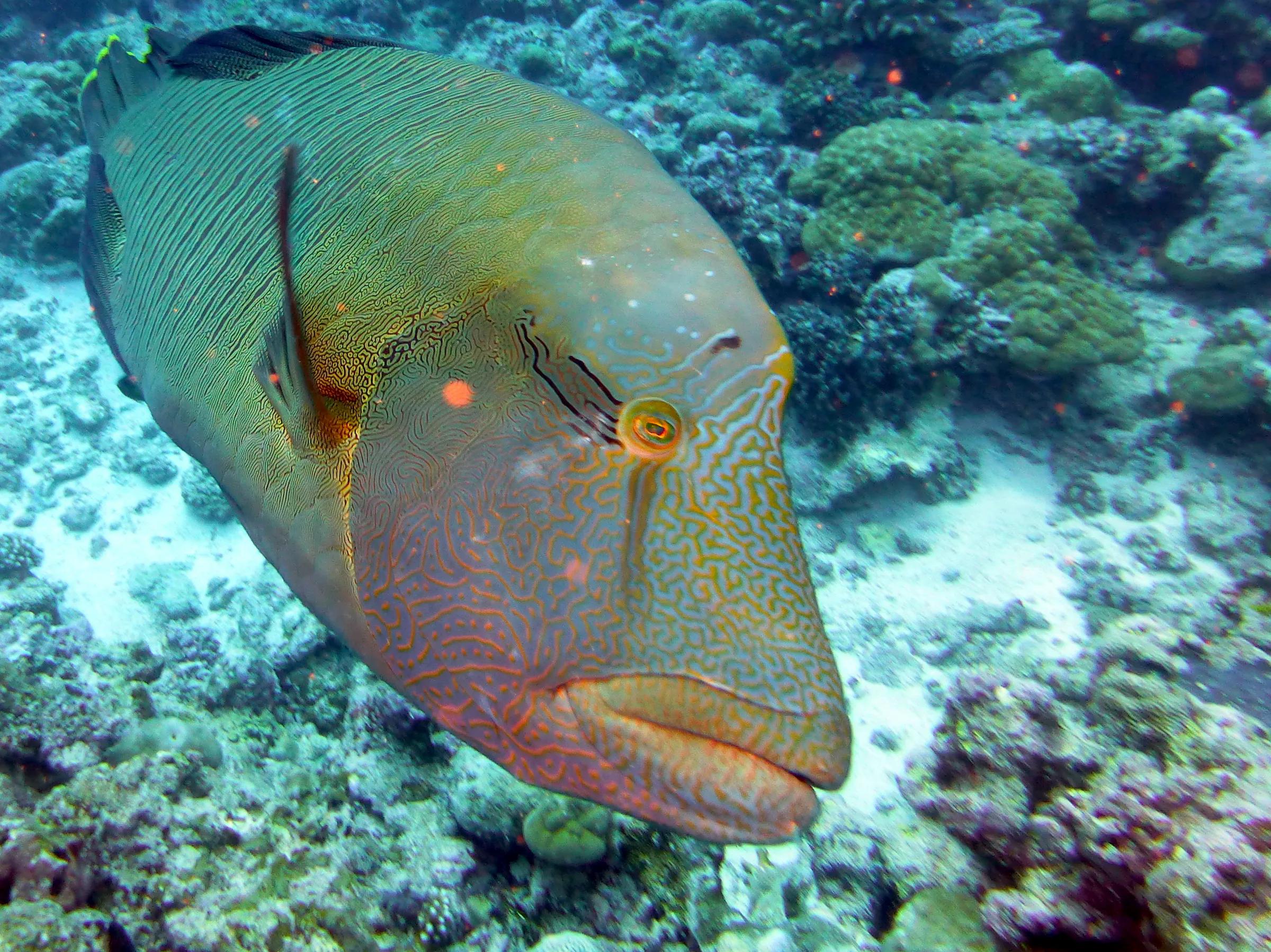 Napoleon Wrasse aka Humphead Wrasse. See Gerald Allen, et al, Reef Fish Identification - Tropical Pacific (2003) at page 193.