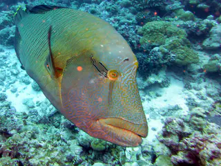 Napoleon Wrasse aka Humphead Wrasse. See Gerald Allen, et al, Reef Fish Identification - Tropical Pacific (2003) at page 193.