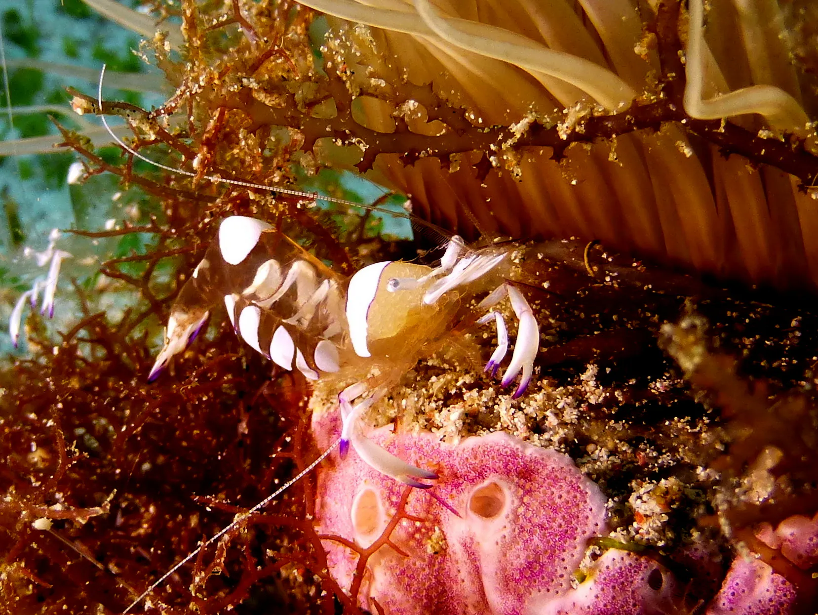 Shrimp, Philippines, 2014