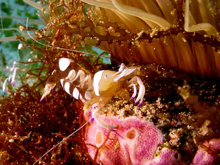 Underwater photograph by Joel Bergsma