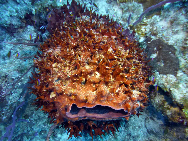 Underwater photograph by Joel Bergsma