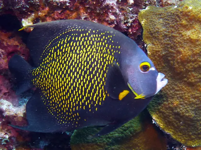 Underwater photograph by Joel Bergsma