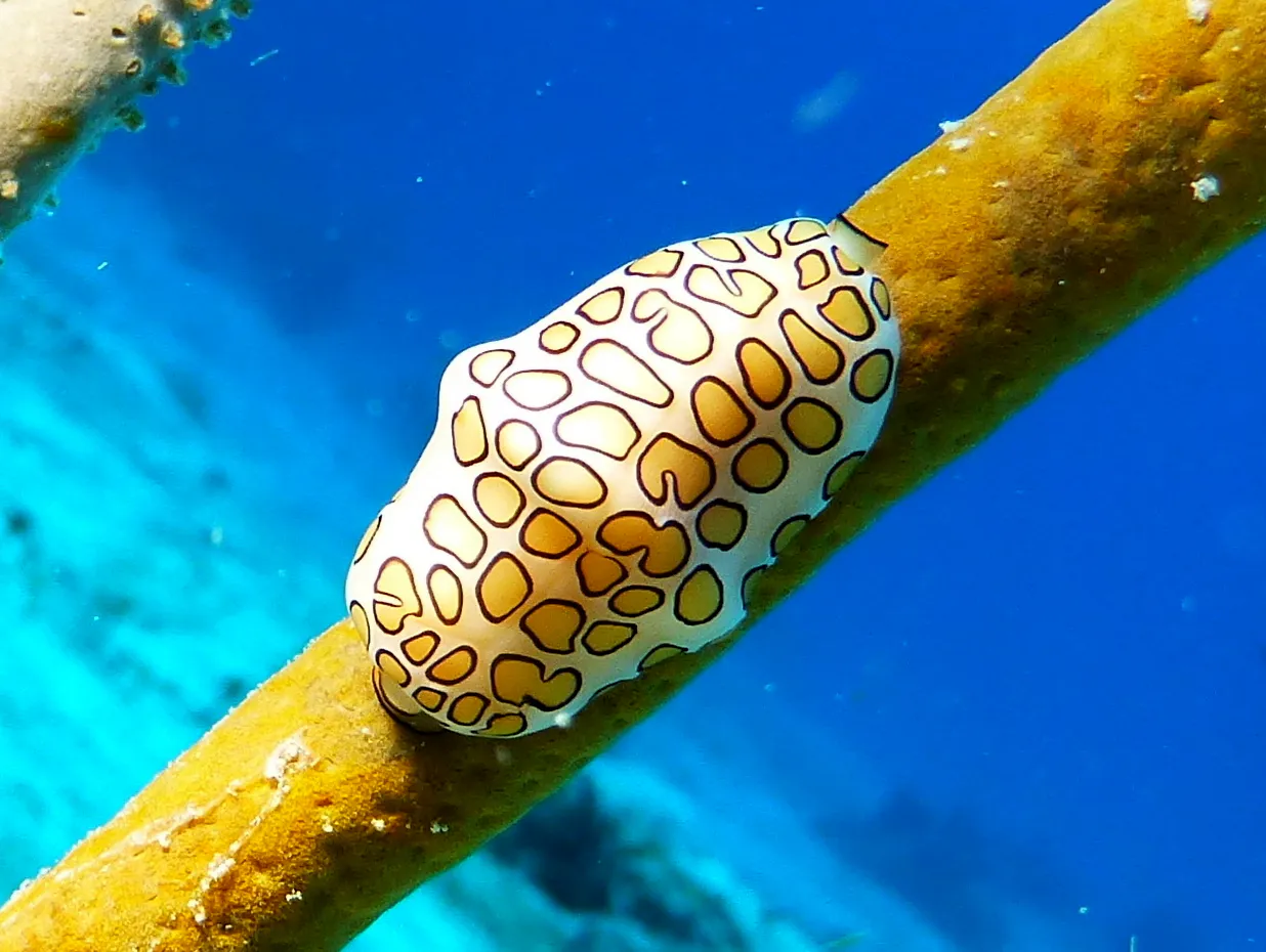 Cowrie, Cozumel, 2013