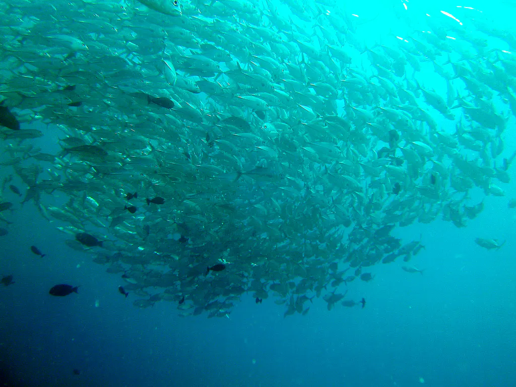 A school of Trevally swirls above me.