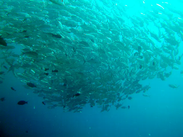 A school of Trevally swirls above me.