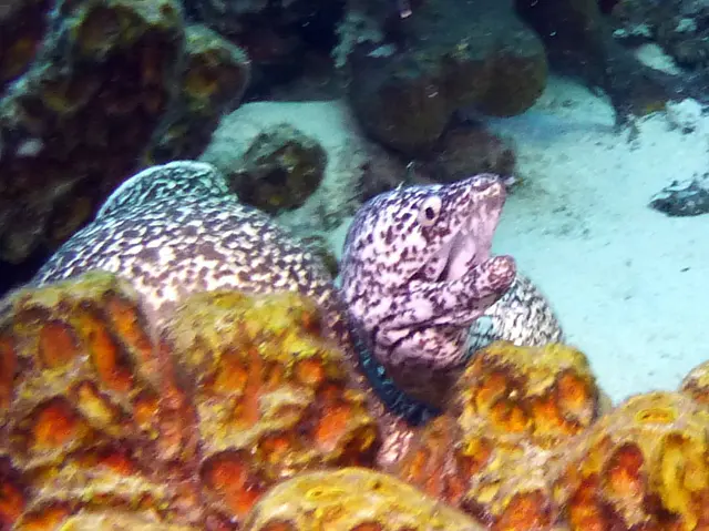 Underwater photograph by Joel Bergsma