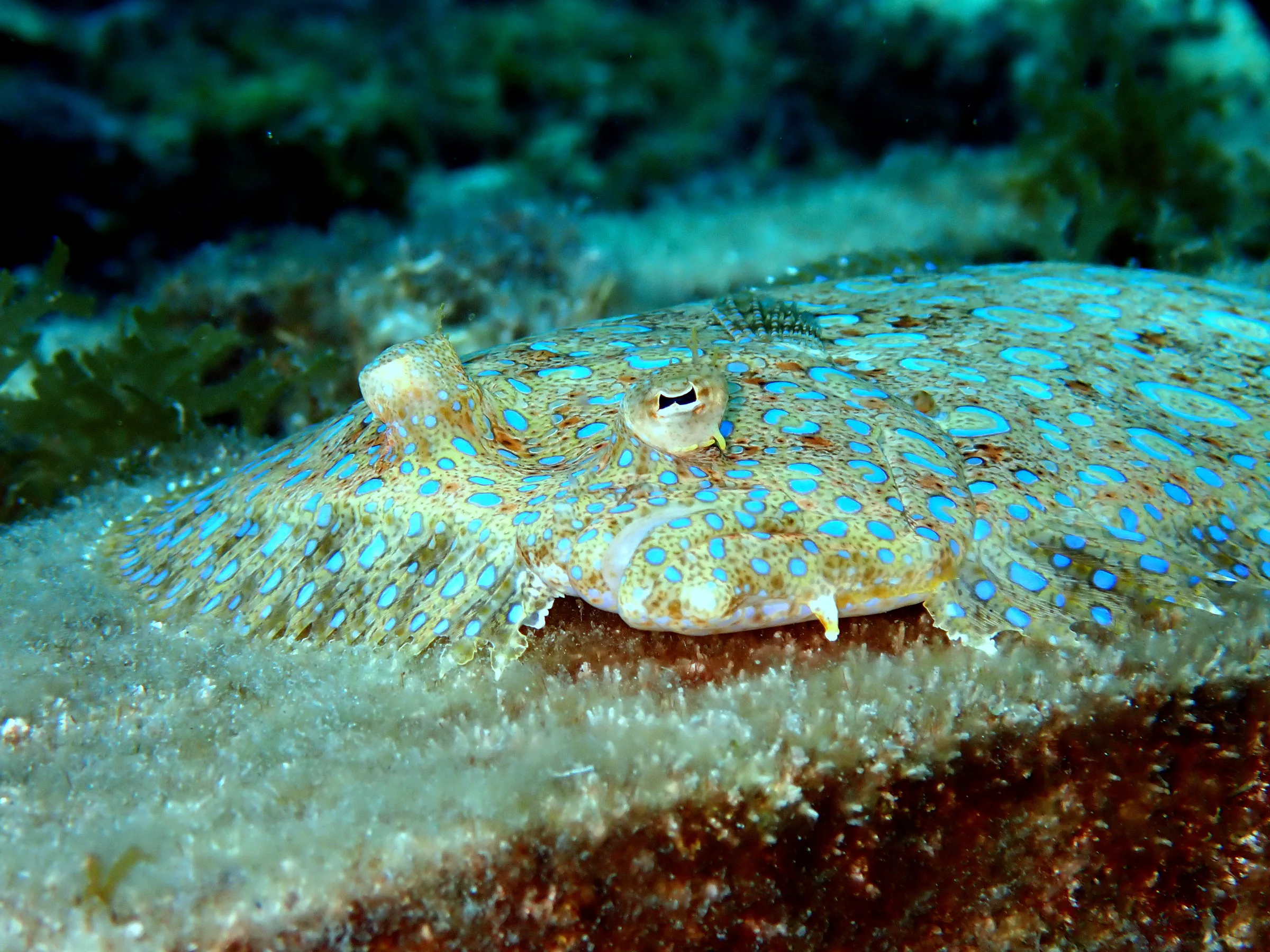 Cozumel underwater photograph, 2023