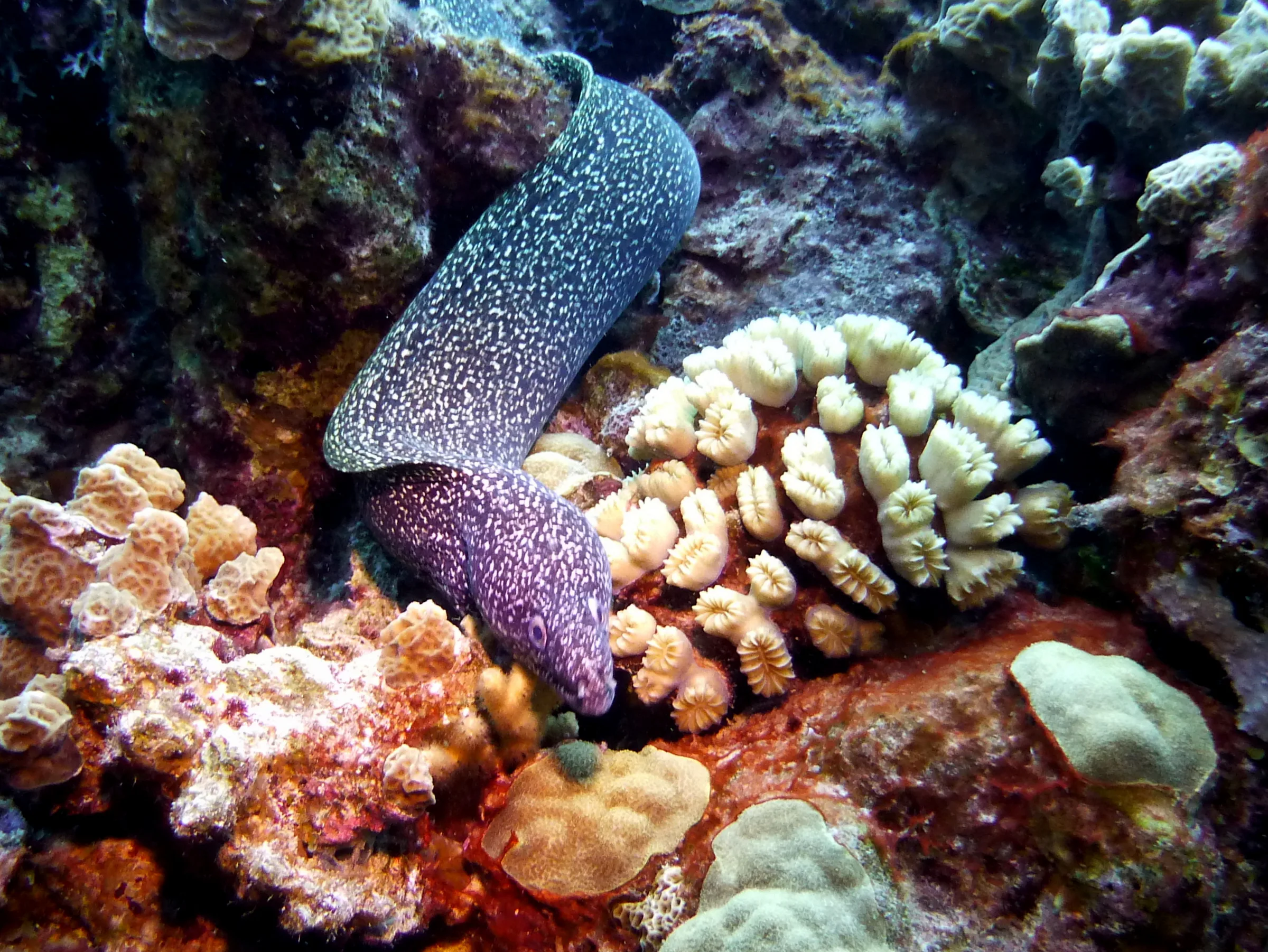 Spotted Moray Eel, Bonaire, 2013