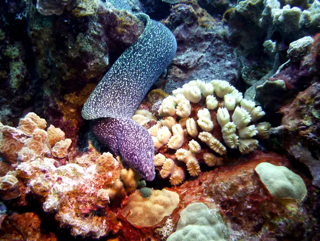 Underwater photograph by Joel Bergsma