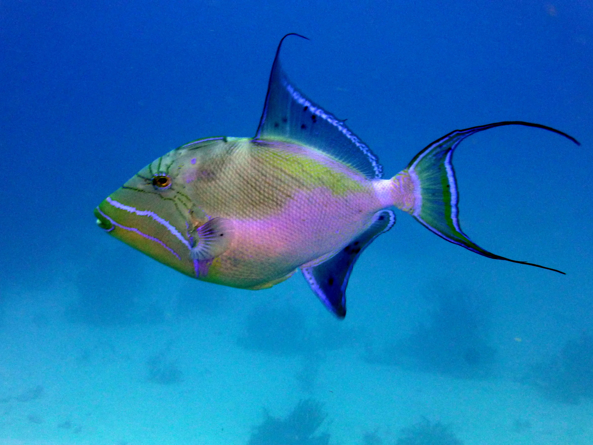 Belize underwater photograph, 2017