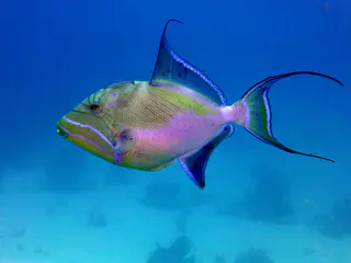 Underwater photograph by Joel Bergsma