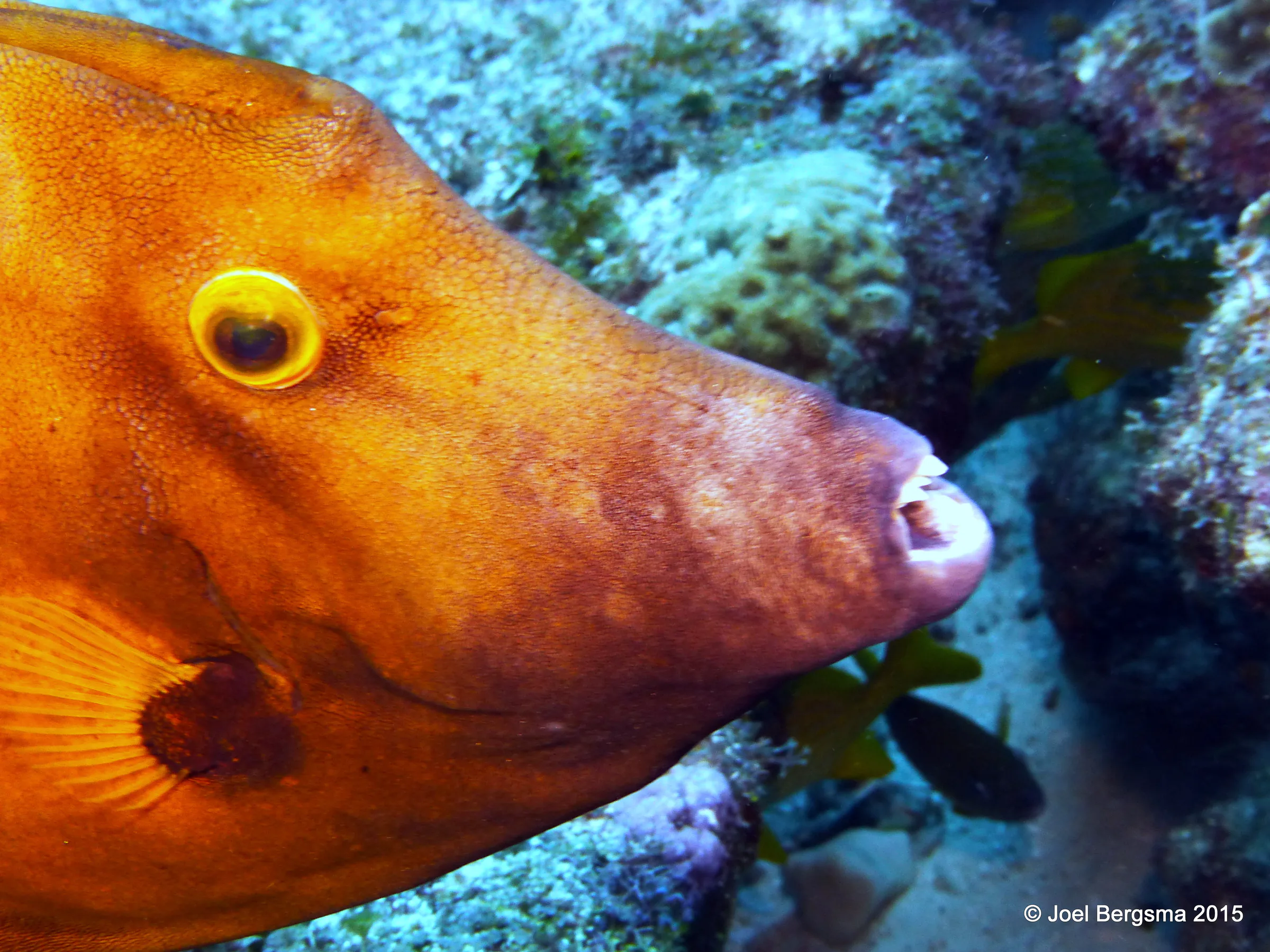 Cozumel underwater photograph, 2015