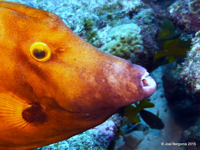 Underwater photograph by Joel Bergsma