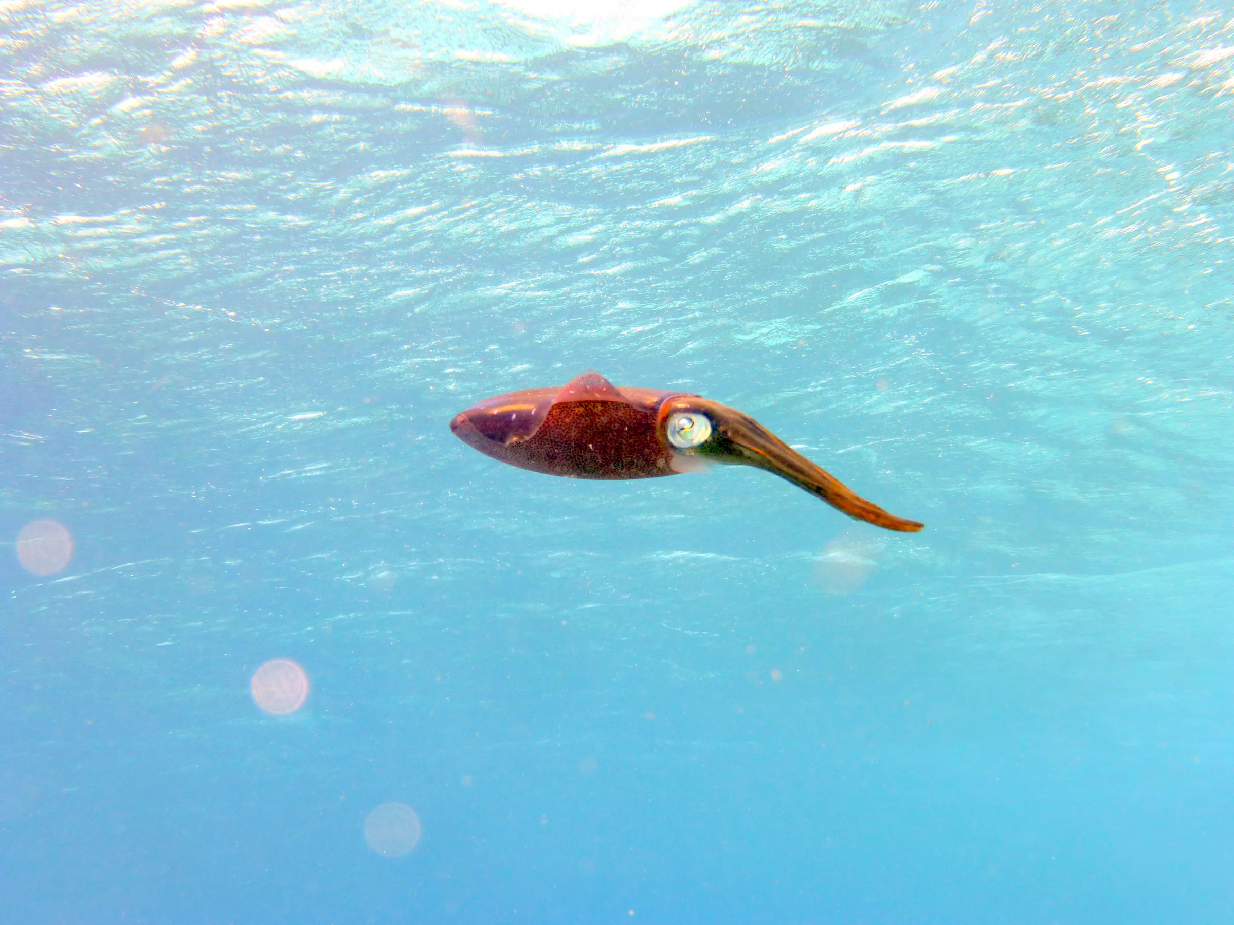 Squid, Bonaire, 2013