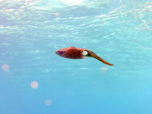 Underwater photograph by Joel Bergsma