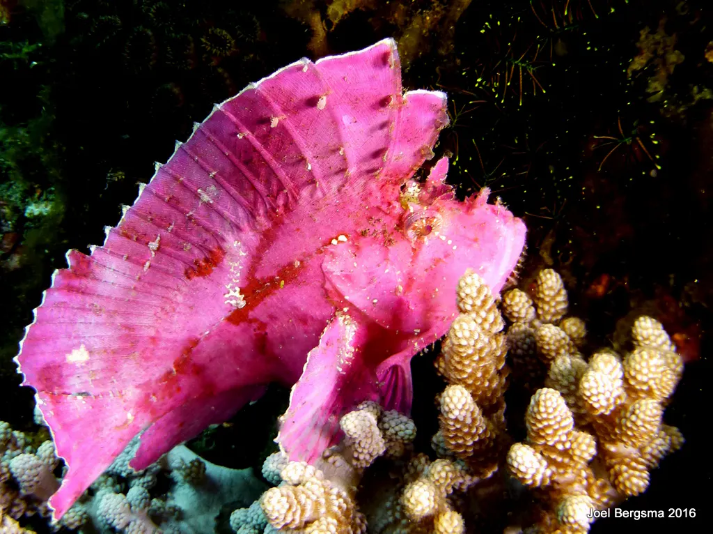 Leaf Scorpionfish, Komodo, 2016