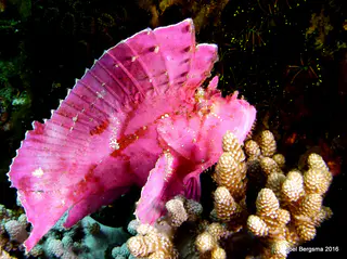 Underwater photograph by Joel Bergsma